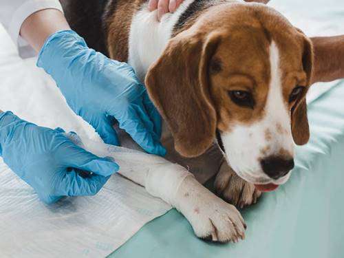 Emergency Vets in Exeter