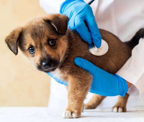 Emergency Vets in Exeter