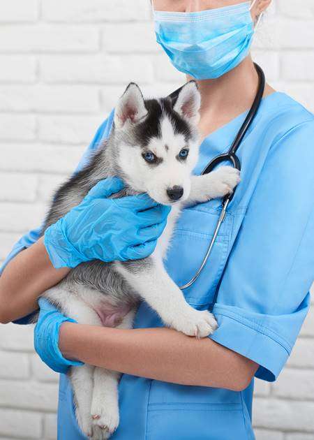 Emergency Vets in Exeter